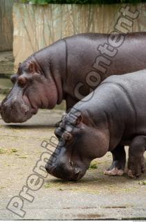 Hippo 0017